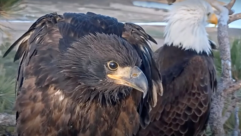 Big Bear Lake Eagle Cam: Live Nest Insights