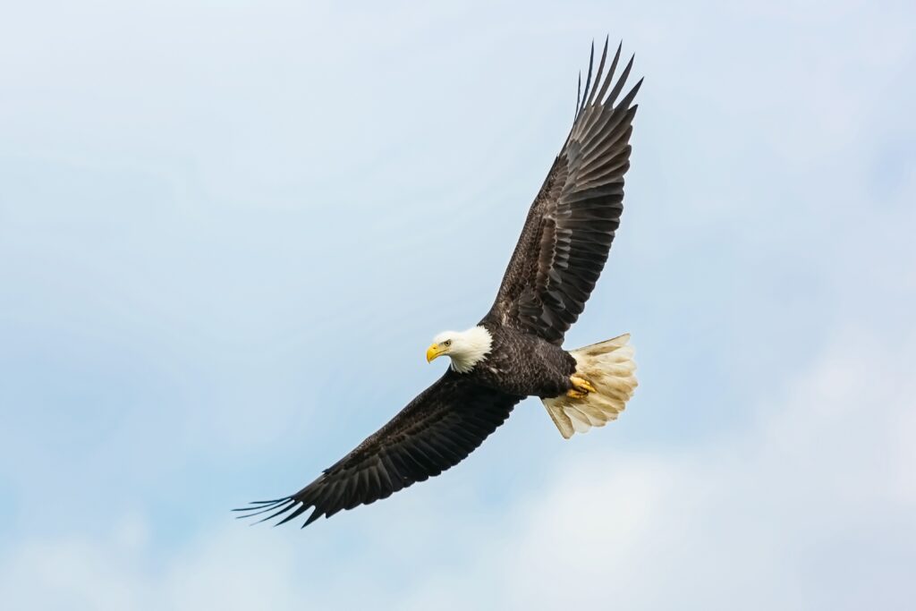 Where Is Big Bear Valley Eagle Cam: Exact Location, Access, And Tips